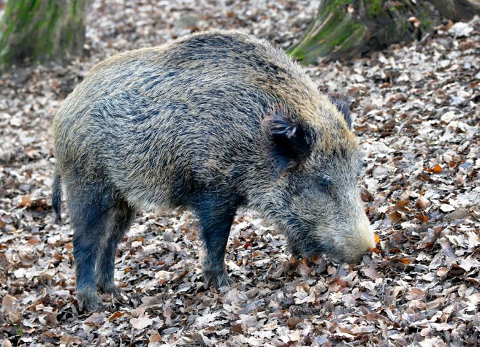 Wildschwein im Wildpark Warstein