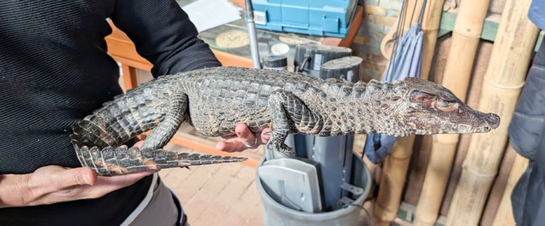 Straßenmeister finden Reptil