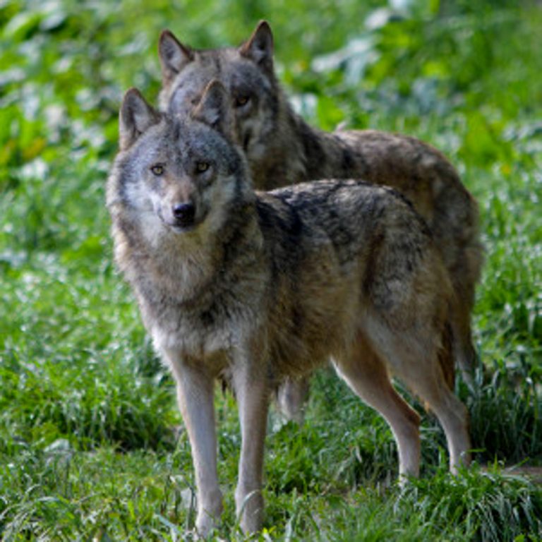 Wolf und Herdenschutz