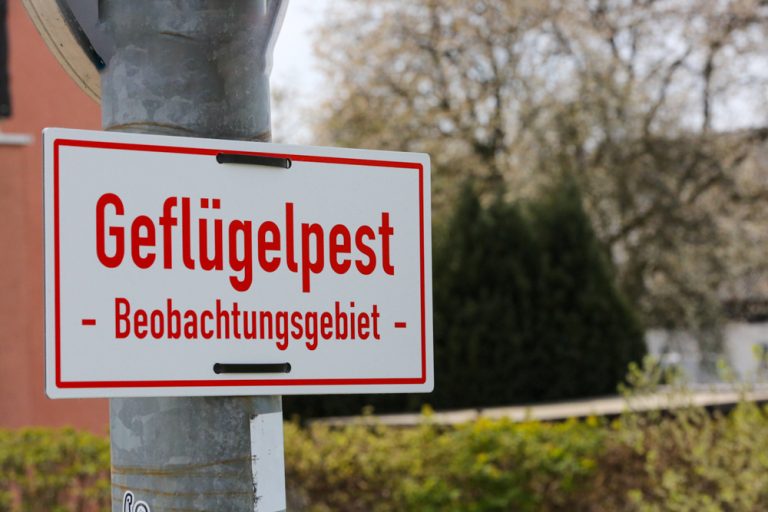 Geflügelpest in Nachrodt-Wiblingwerde Geflügelpest in Nachrodt-Wiblingwerde